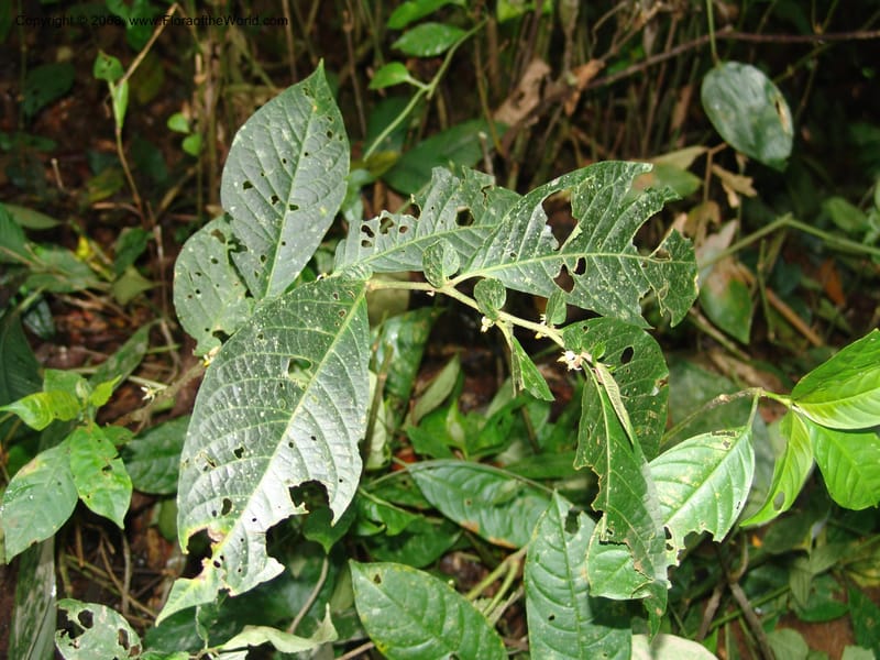 Solanum, RVasquez33035--Peru. Pillcopata. Qbda Sachavacayoc. 29 Oct 07. 172.jpg