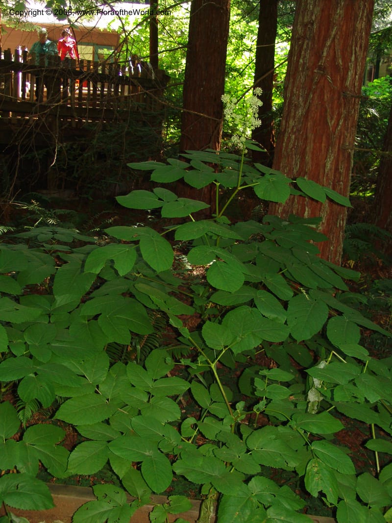 Aralia californica--CA. Marin Co. Muir Woods Nat. Mon. 4 Jul 07. 010.jpg