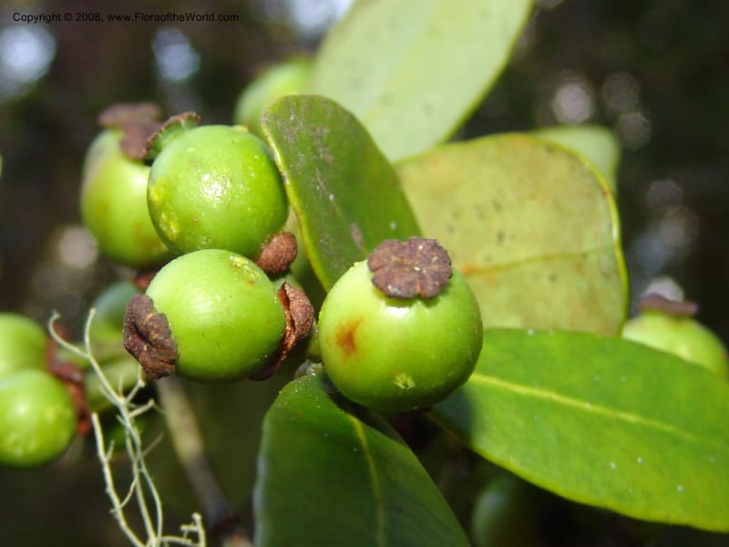 Garcinia, ZRogers1204--Madag. Anjozorobe, Aire Protegee, E Antsahabe. 17 Nov 06. 297.jpg