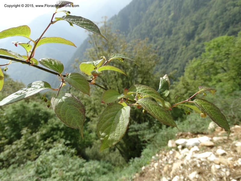 Sabia, Boufford, D 43677--China. Sichuan. GuoBaYan, HanBaiYu Shan. 12 May 2014. DSC05373 (10).JPG