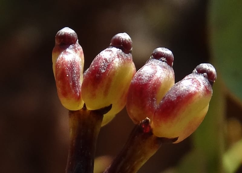 Polyscias, Lowry, P 7417--New Caledonia. PinPin. 20 Nov 2015. DSC03938 (191).JPG