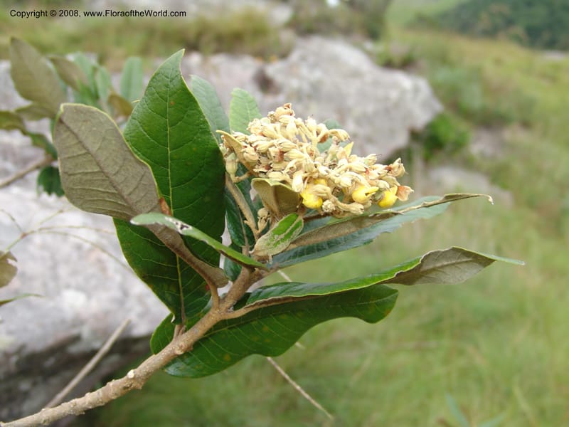 Anastrabe integerrima--So.Africa. E. Cape. Umtamvuna Nat. Res. 11 Mch 05. 094.jpg