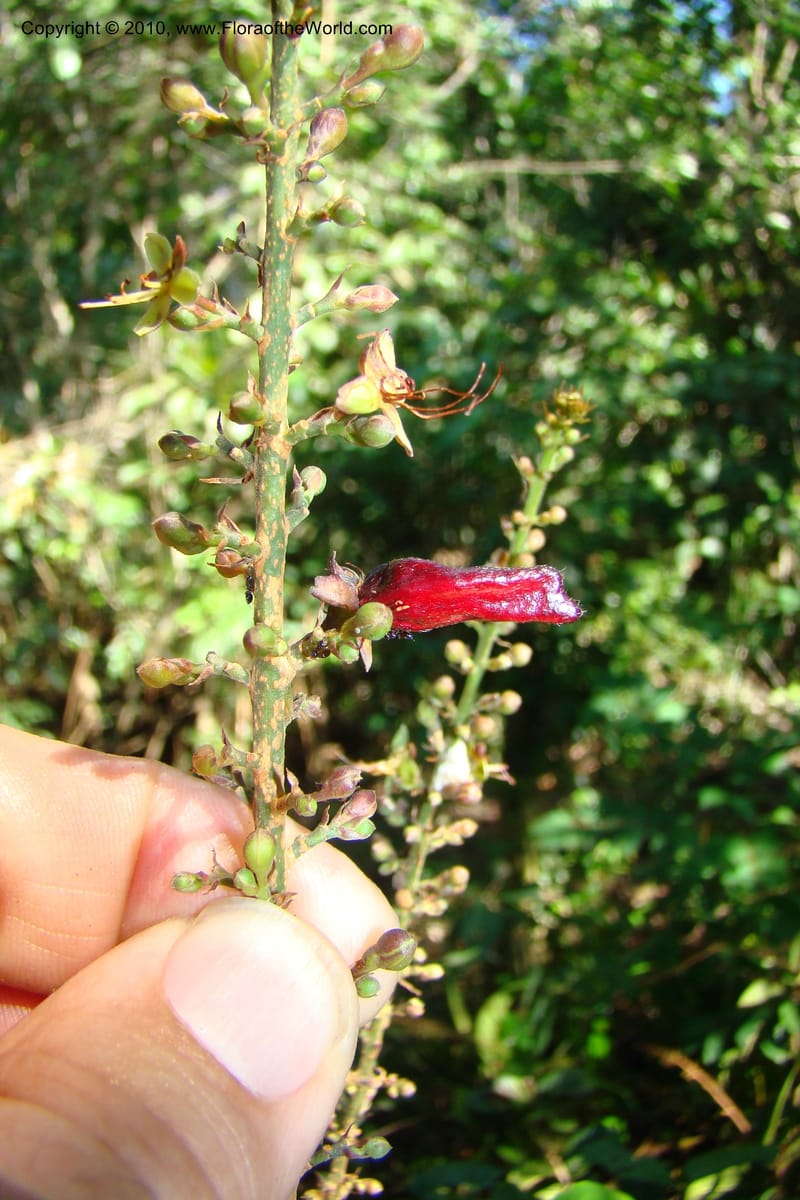 Hirtella, Vasquez 34712--Peru. Loreto. Dist. Nauta. Miraflores, Rio Tigre. 9 Nov 08. 126.jpg