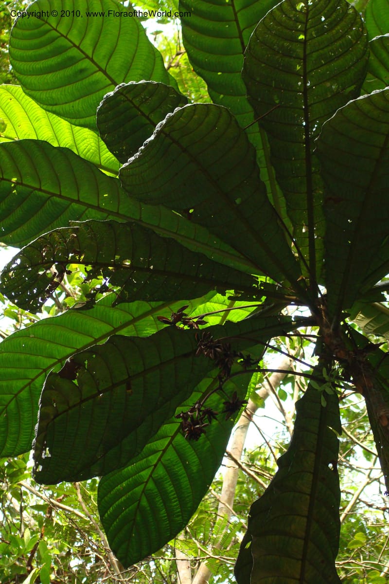 Ladenbergia, Vasquez 35053--Peru. Loreto. Dto. Iquitos. Res. Allpahuayo-Mishana. 19 Nov 08. 522 (7).jpg