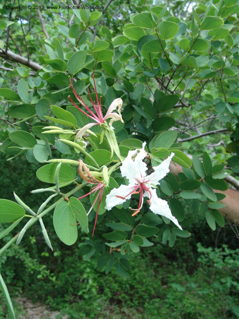 Bauhinia petersiana ssp macrantha--So.Africa. Lowveld Nat. Bot. Gard. 2. 14 Mch 05. 136.jpg
