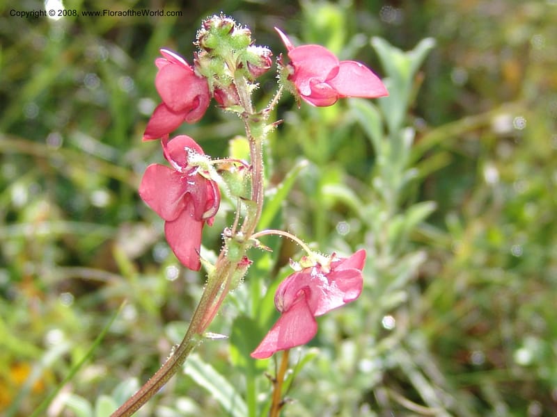 Diascia rigescens--So.Africa. E. Cape. Waringham Farm, Quanti Area, Stut. 8 Mch 05. 181.jpg