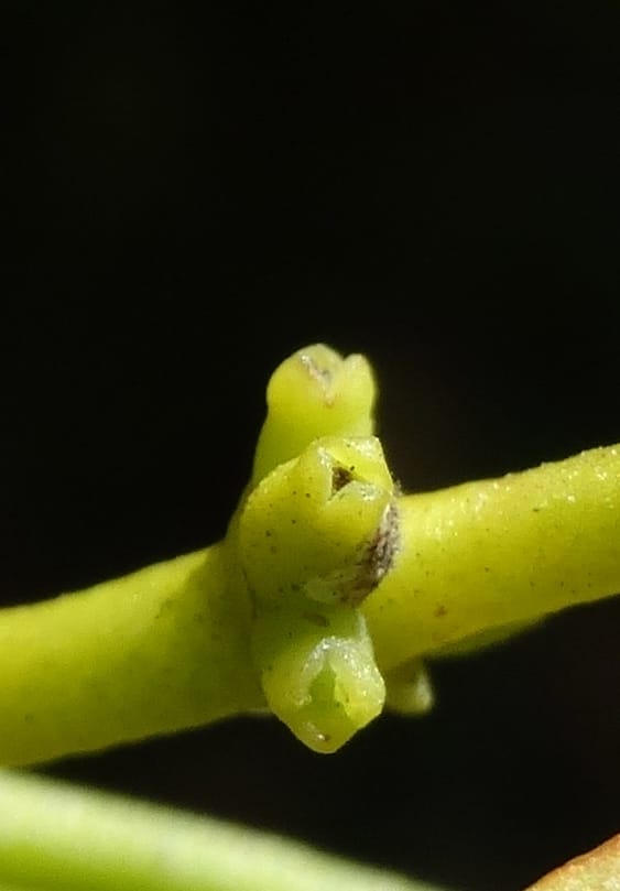 Ginalloa arnottiana, Davidson, C 12928--Sabah. Near generation plant. 28 Mar 2015. DSC01259 (19).JPG