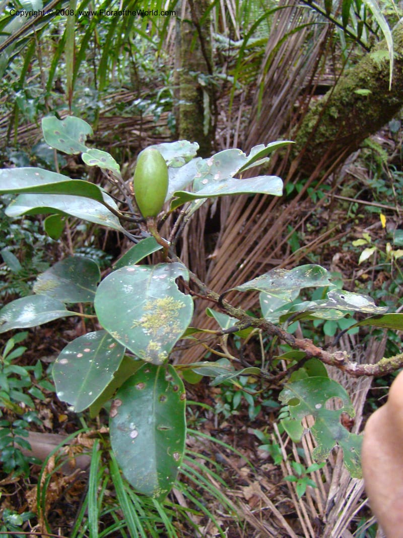 Endiandra, JMunzinger4848--New Caledonia. Plateau de Dogny. 19 Nov 07. 096.jpg
