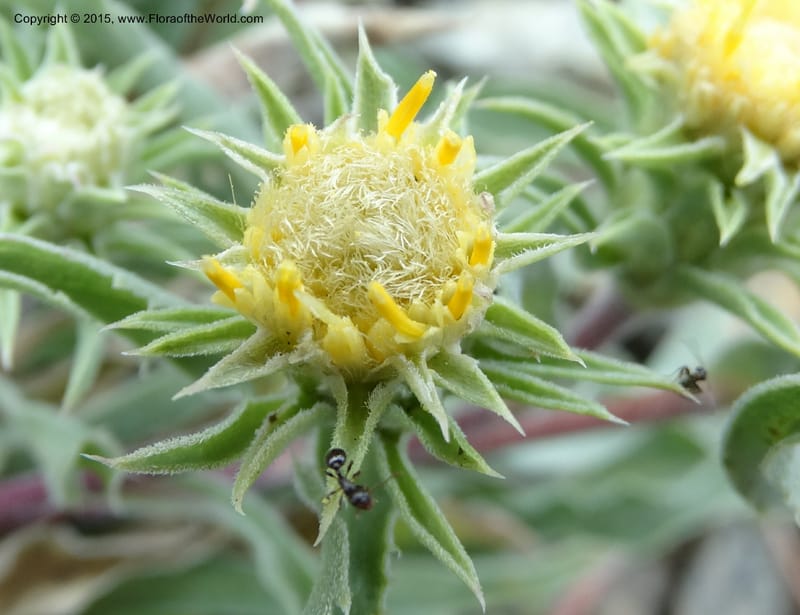 Pyrrocoma, Davidson, C 12630--ID. Idaho Co. Seven Devils Campground. 11 Aug 2014. DSC00412 (19).JPG