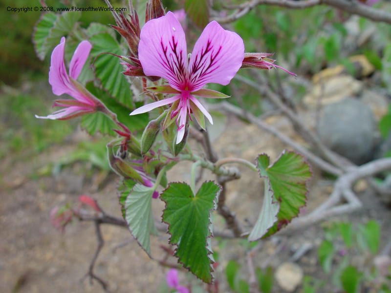 Pelargonium cordatum. 74.209--CA. UC Berkeley Bot. Gard. 11 Feb 03. 058.jpg
