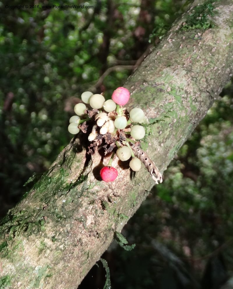 Callicarpa, Davidson, C 12680--Sabah. Danum Valley. 4 Oct 2014. DSC01741 (327).JPG