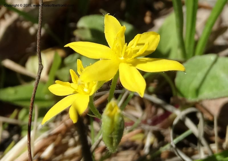 Hypoxis hirsuta, Davidson, C 12977--North Carolina. Clay Co. Buck Cr. 13 May 2015. DSC04619 (142).JPG