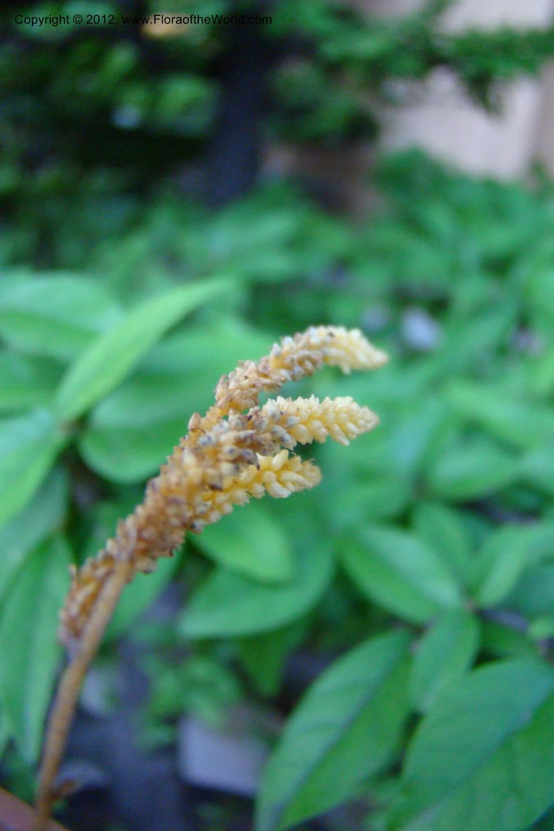 Epirixanthes, Regalado, 1690--Viet Nam. Quang Tri Prov. Dakrong Distr. DaKrong. 11 Apr 09. 197 (3).jpg