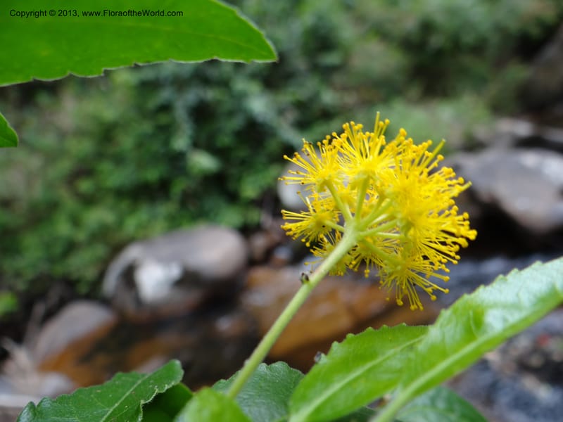 Azara, WDS 34074--Chile. Reserva Nac. Los Queules. 15 Feb 2013. DSC01158 (62).JPG