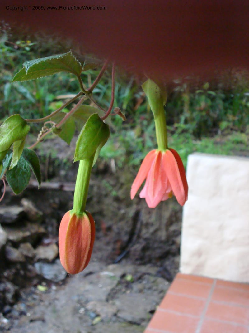 Passiflor...DN16042,Ecuador.Prov.ZamoraC.Tapichalaca Lodge26Sep2007 077.jpg