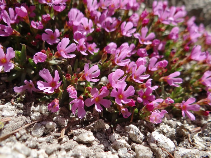Douglasia, Davidson, C 12194--ID. Boise Co. Scott Mtn. Lookout Road. 18 Jun 2013. DSC06609 (56).JPG