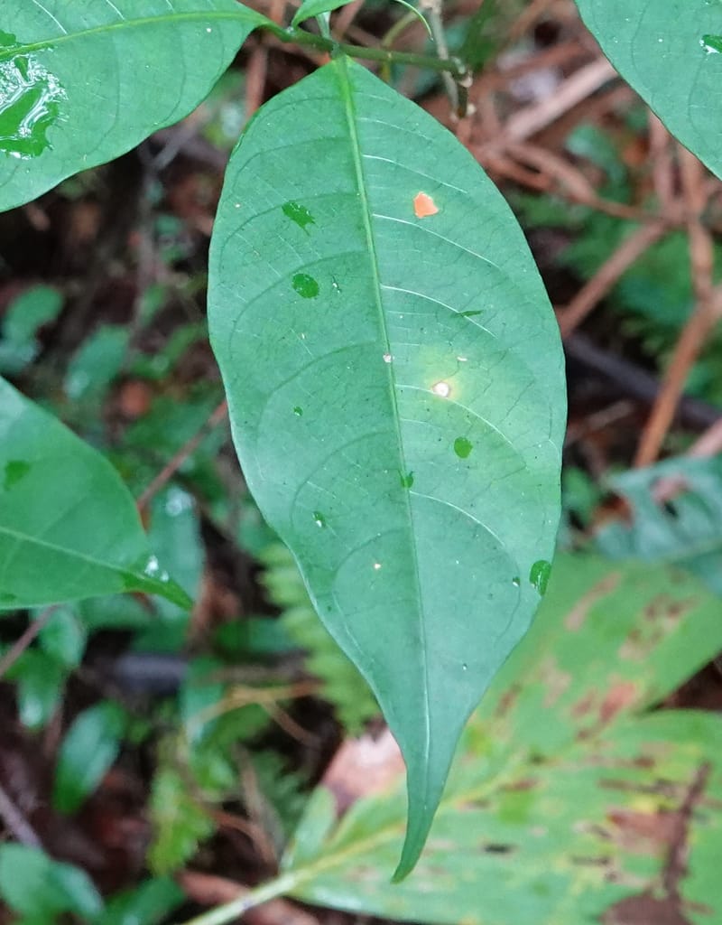 Tabernanthe iboga, C. Davidson 13949--Gabon. Mondah. Arb Raponda Walker. 4 Nov 2018. DSC01949 (65).JPG