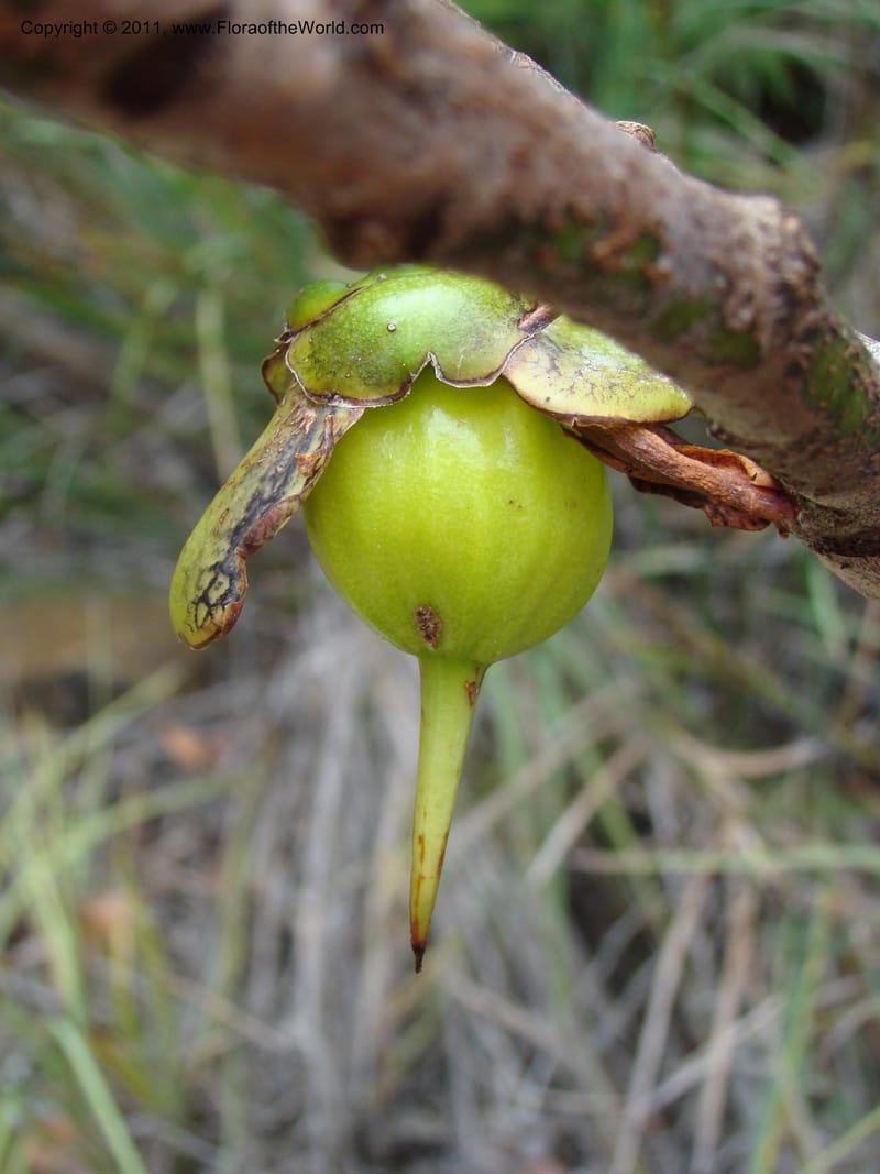 Strasburgeria robusta, Munzinger, J 4877--New Caledonia,  Dzumac, 20 Nov 2007, 28 (13).jpg