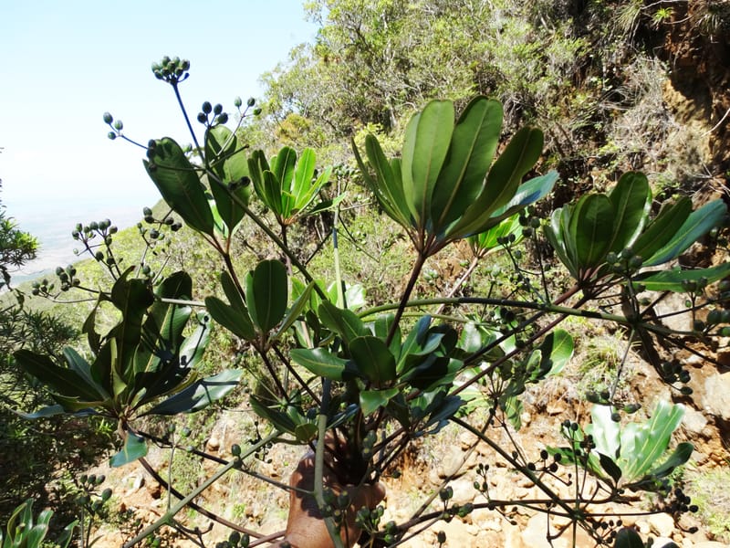 Plerandra polydactylis, Lowry, P 7420--New Caledonia. PinPin. 20 Nov 2015. DSC03938 (106).JPG