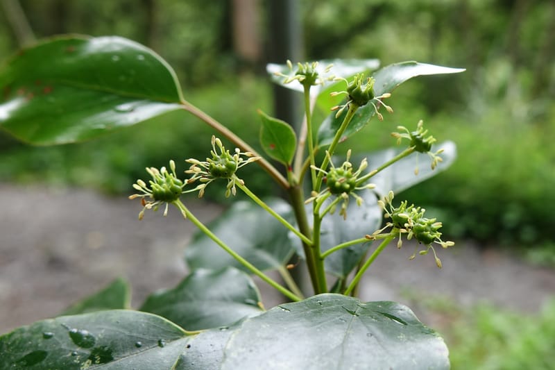 Trochodendron aralioides, Tseng Yu-Hsin 1327--Taiwan. Taroko Nat. Park. Mt. Bilu Trail. 21 May 2016.  (9).JPG