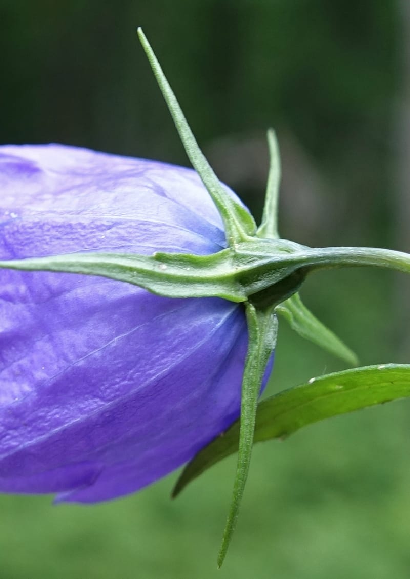 Campanula rhomboidalis, Davidson, C 13268--Switzerland. Valais. 6 km from Gletsch. 2 Jul 2016. DSC08136 (7).JPG