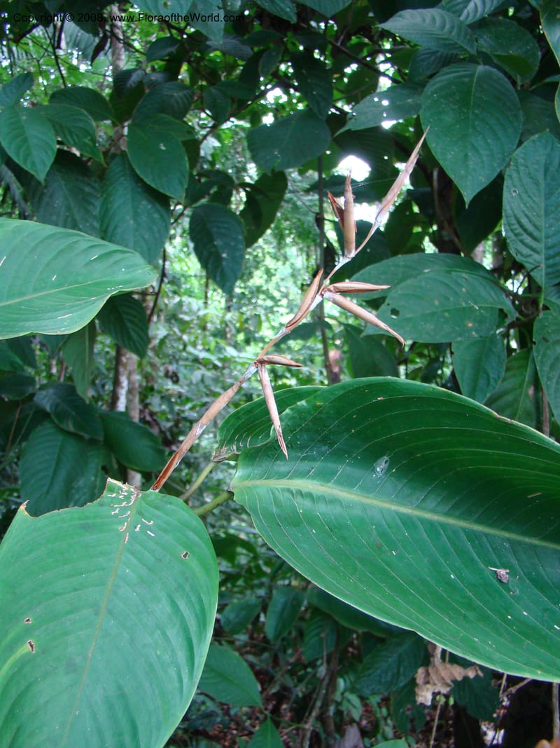Ischnosiphon inflatus, RAguilar11183--Costa Rica. Puntar. Osa. Los Mogos. 17 Apr 08. 326.jpg