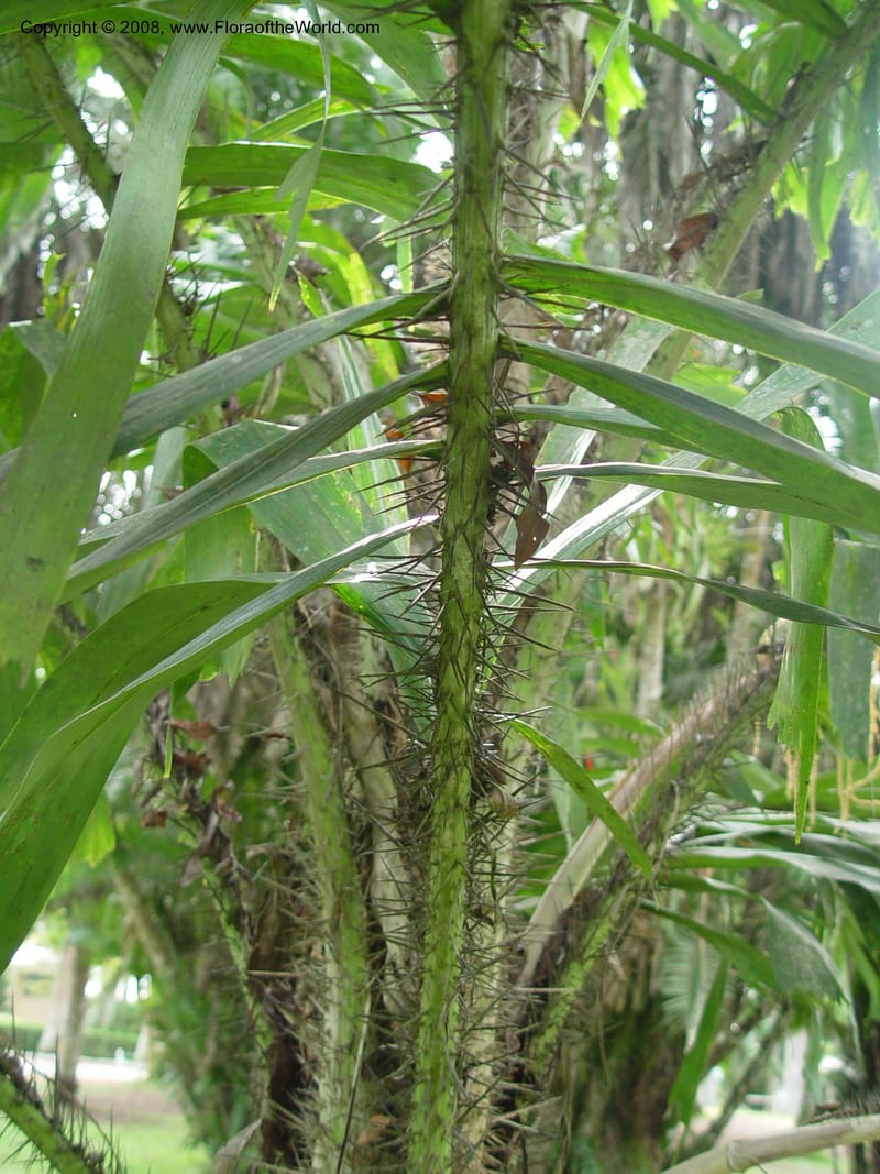 Aiphanes caryotaefolia--Ghana. Aburi Botanic Garden. 14 Dec 03. 083.jpg