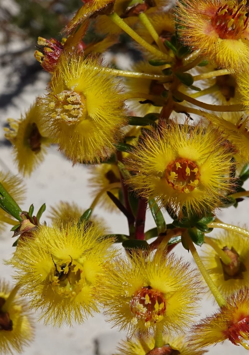 Verticordia nobilis, Davidson, C 13427--Australia. W.A. Green Head-Coorow Rd. Stop 2. 24 Oct 2016. DSC04873 (114).JPG