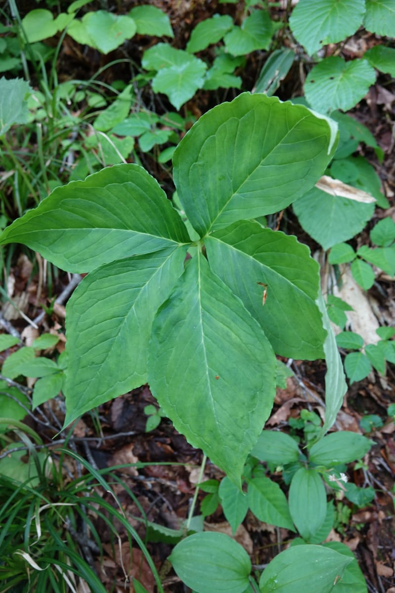 Arisaema amurense var. robustum--Japan. Niigata. Sasagamine. Yu Memidaira. Forest Therapy Trail. 28 May 2016. DSC04970 (7).JPG