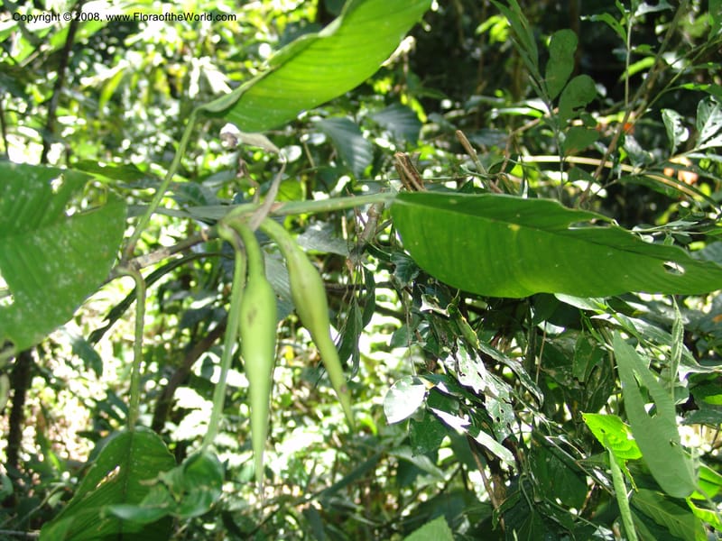 Philodendron, RVasquez33046--Peru. Pillcopata. Qbda Sachavacayoc. 29 Oct 07. 239.jpg