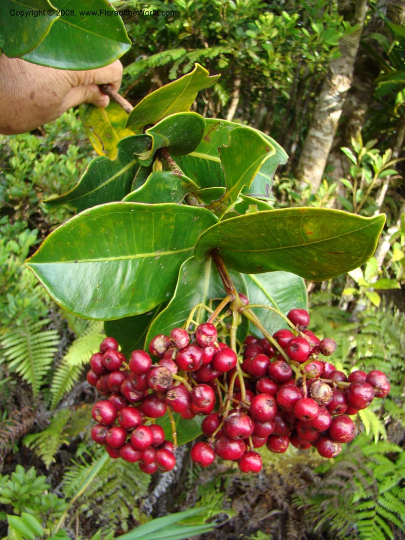 Syzygium, JMunzinger4715--New Caledonia. Mandjelia. 13 Nov 07. 293.jpg