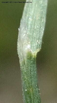 Sporobolus, Davidson, C 12579--Idaho. Valley Co. Lick Cr. Summit. 14 Jul 2014.  (128).JPG