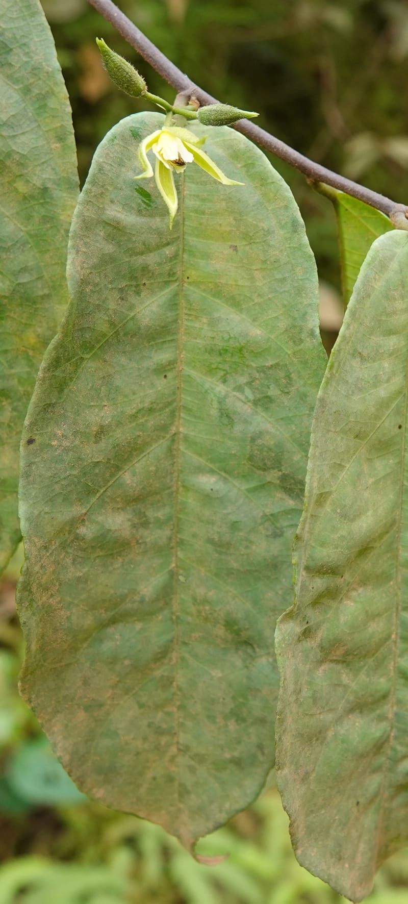 Grewia, C. Davidson 14070--Gabon. Maurel and Prom Rd. 24 Oct 2019. DSC02146 (26).JPG