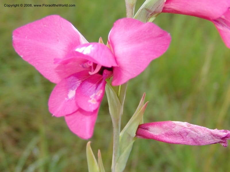 Gladiolus mortonianus--So.Africa. E. Cape. Trappes Valley. 7 Mch 05. 122.jpg