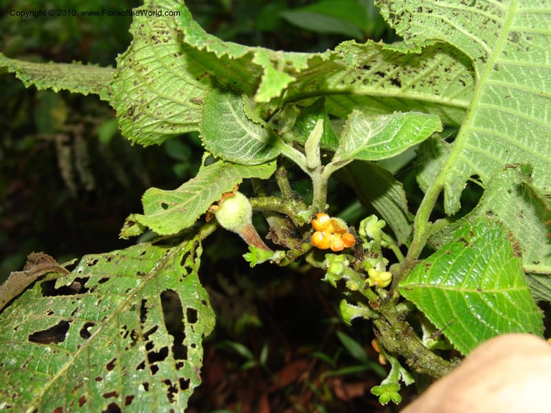 Siparuna aspera, Croat 95735--Ecuador. Maquipucuna Biol. Res. Send. Princip. 11 Mar 06. 260 (1).jpg