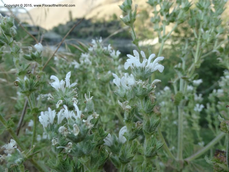 Salvia aethiopis, Davidson, C 12603--ID. Idaho Co. Goff Bridge on Hwy 95 N of Riggins. 16 Jul 2014. DSC00481 (89).JPG