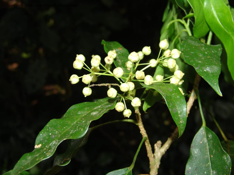 Dendropanax arboreus, N.Martinez521--MX. Chiapas. Res. Biosf. El Triunfo. Trail NW along stream. 9 Nov 04. 113.jpg