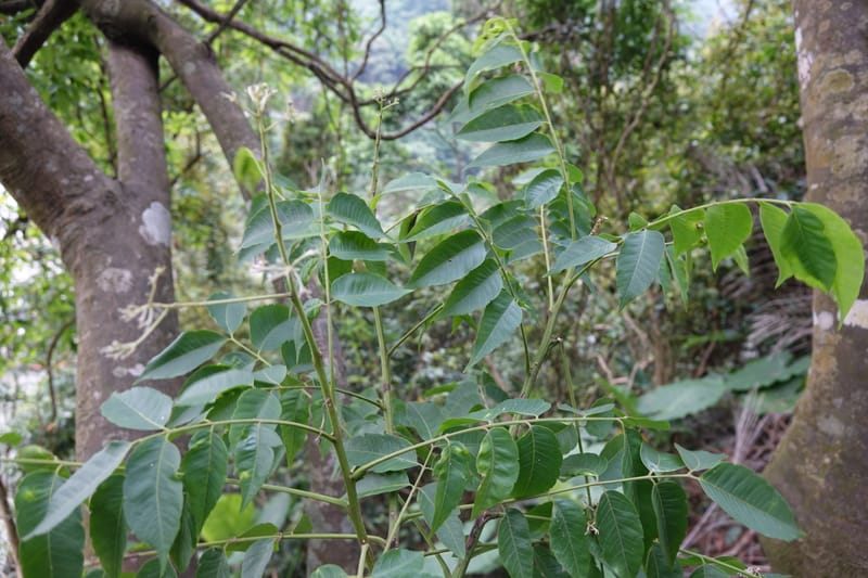 Eurycorymbus cavaleriei, Chung Kuo-Fang 3353--Taiwan. Wulai Distr. Wulai village. Chia Jiao Liao. 19 May 2016.  (28).JPG