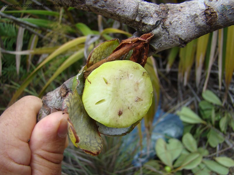 Strasburgeria robusta, JMunzinger4877--New Caledonia. Monts Dzumac. 20 Nov 07. 121.jpg