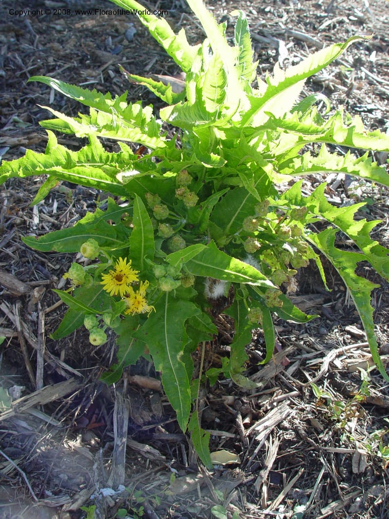 Sonchus congestus--Spain. Barcelona Botanic Garden. 21 Apr 04. 094.jpg