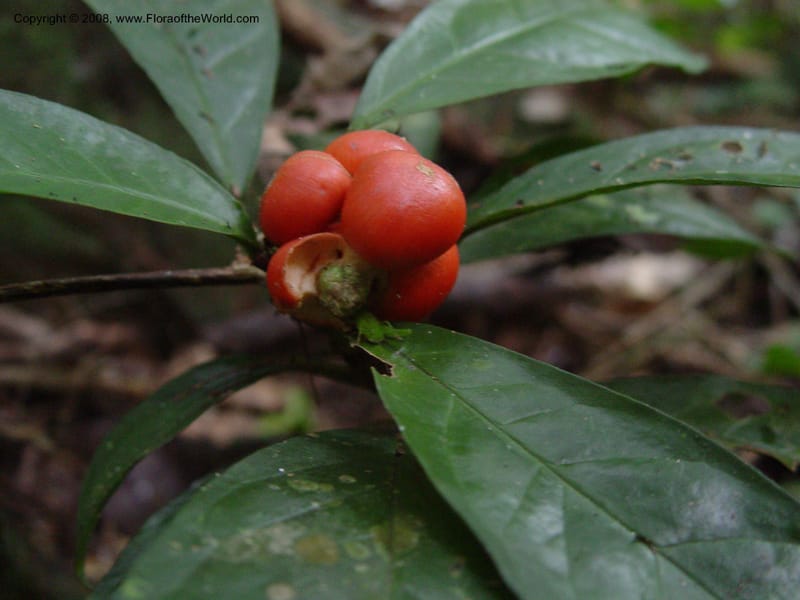 Culcasia--Cameroon. Bimbia Mangrove Nat. Trail. 8 Dec 03. 132.jpg