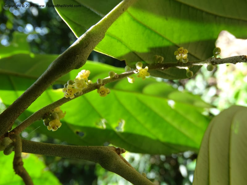 Octoknema, Davidson, C 12386--Cameroon. Bakengili Trail, Mt. Cameroon. 24 Mar 2014. DSC03587 (221).JPG