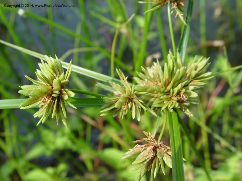 Cyperus--Japan. Toyota. Foresta Hills. CD16 Jul 03. 008 (2).jpg
