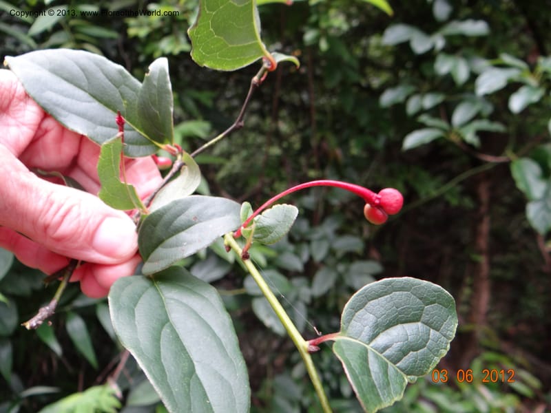 Sabia sp. unk., (Davidson, C 12042)--China, SanQing Shan, 3 June 2012 1183 (3).JPG