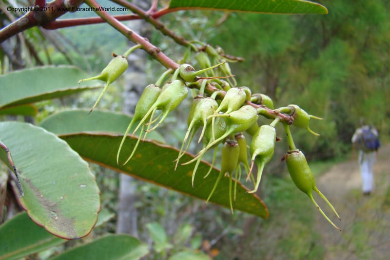 Cunonia macrophylla, not coll.--New Caledonia. Mont Koghis. 18 Jan 2010. 002 (5).jpg