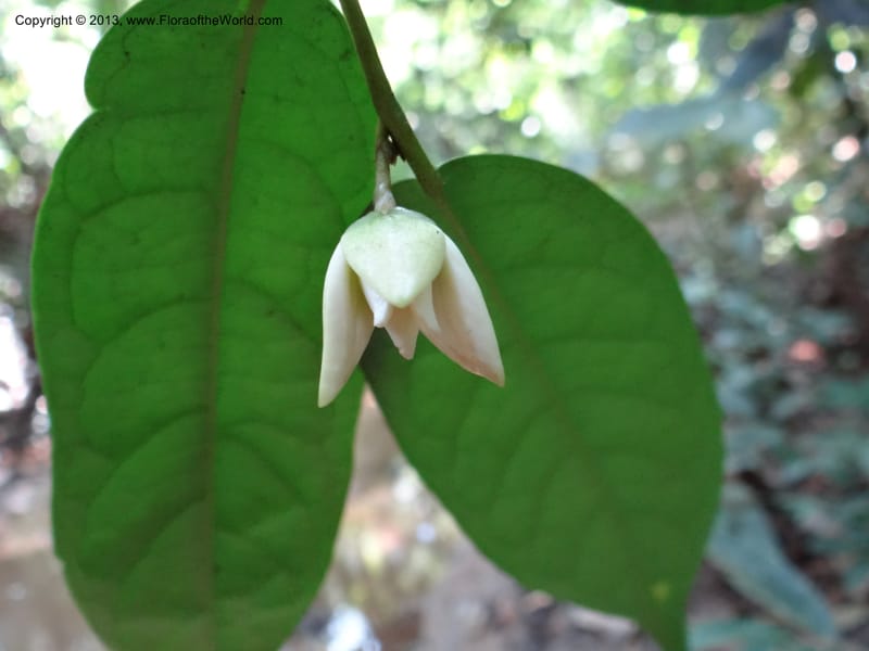 Anaxagorea, VC 5656--Thailand. Trang. Khao Baan Thad. 17 Nov 2012. DSC00079 (55).JPG