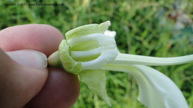 Sesbania grandiflora, Gereau--Tanzania. Univ. of Dar es Salaam. 9  May 2010 367 (42).jpg