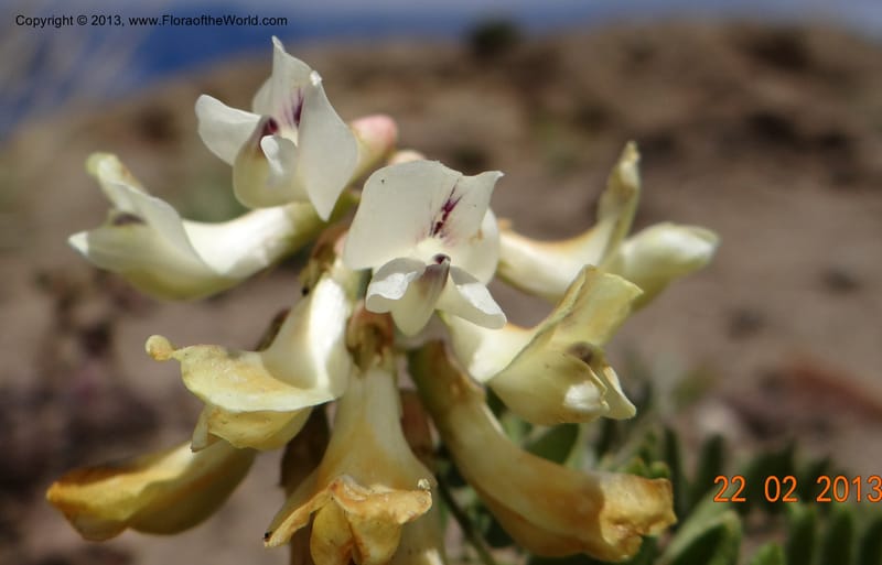 Vicia nigricans, W. D. Stevens 34199--Chile, 2.6 km W La Laguna Maule, 22 Feb 2013  9660 (2).JPG