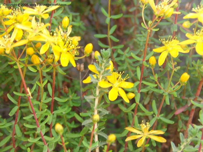 Hypericum empetrifolium ssp empetrifolium--Crete. Ep. Apokoronos. Roadside, ca. Douliana. 23 May 05. 029.jpg