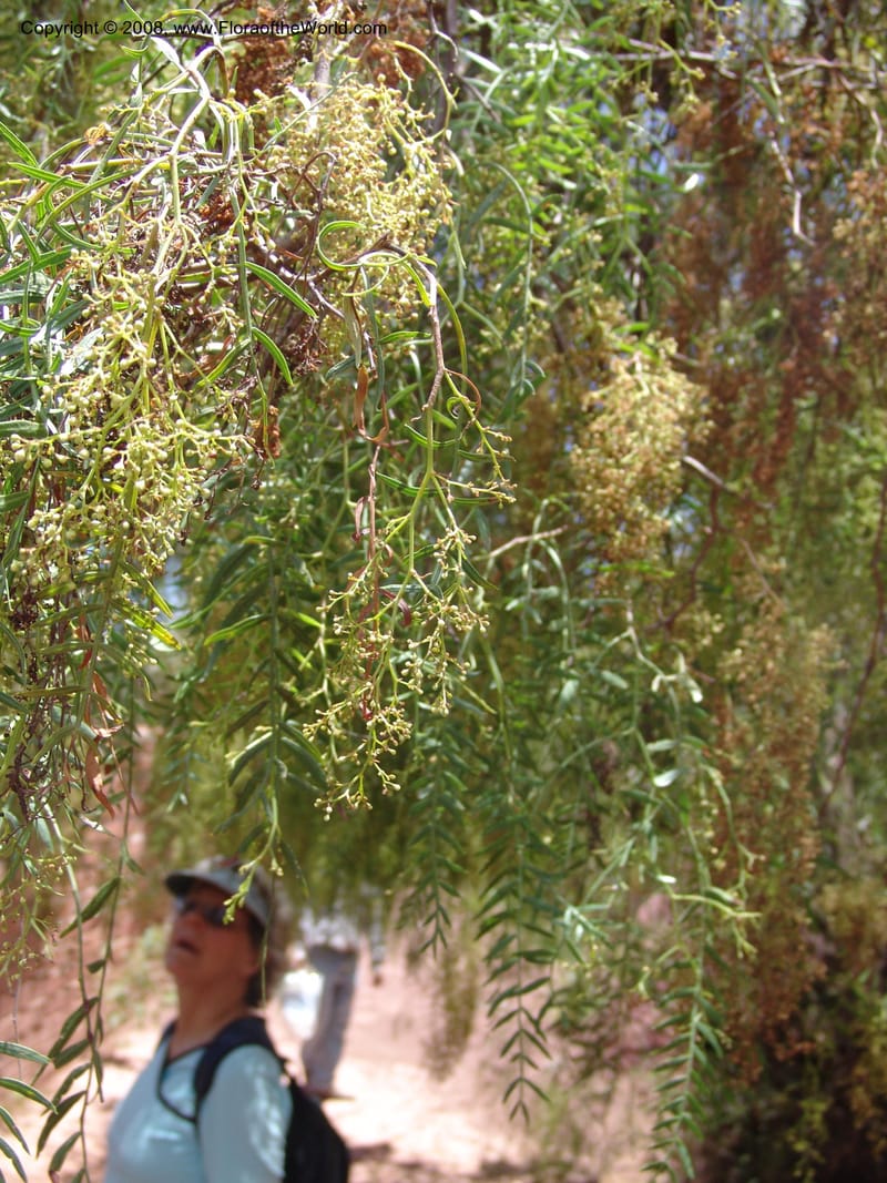 Schinus molle--Bolivia. La Paz. Send. Aguila. 4 Dec 04. 100.jpg
